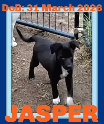 Jasper photo 2