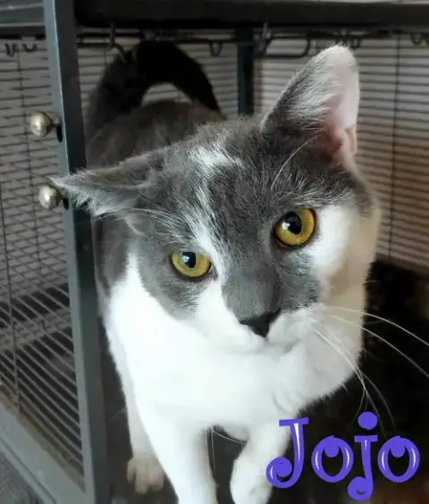 Jojo photo 3