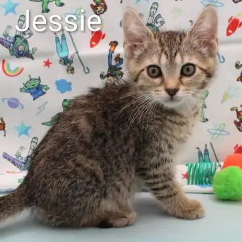 Jessie