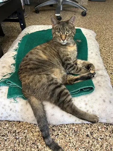 Kit