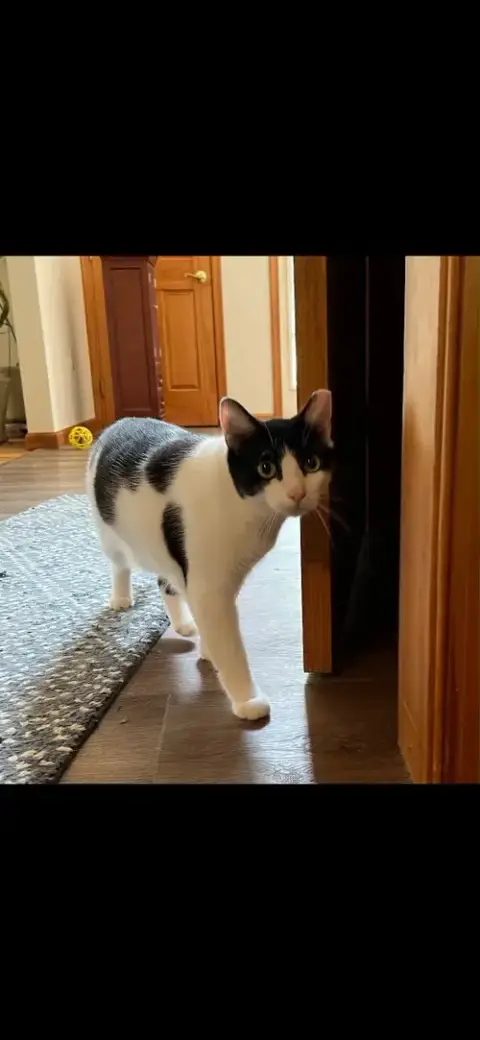 Figaro