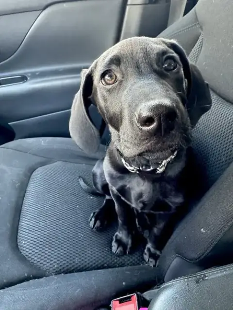 Comet