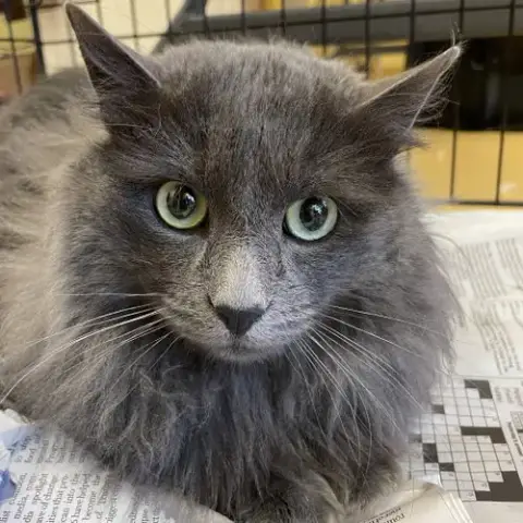 Fabio
