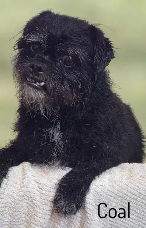 Coal
