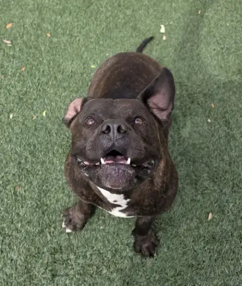 Meatloaf- $75 Adoption Fee! Diamond Dog! photo 3