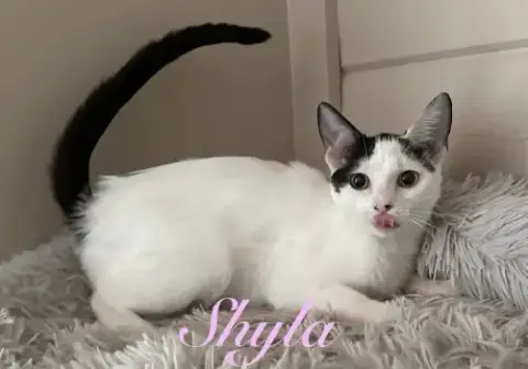 Shyla photo 4