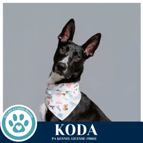 Koda 101125 photo 4