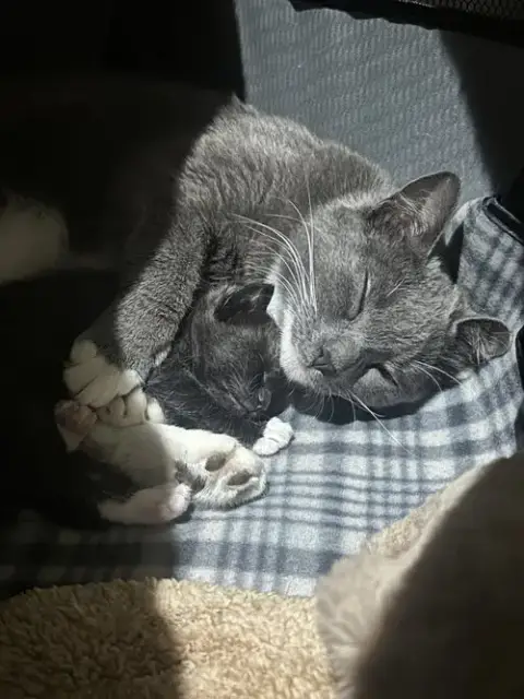 Pearl3 photo 4