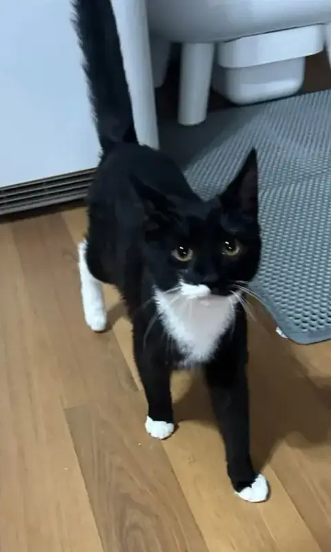 Oreo photo 4