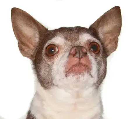 Wishbone photo 2