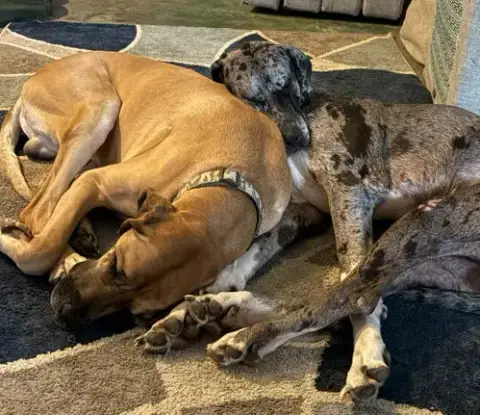 Duke / Toby photo 2