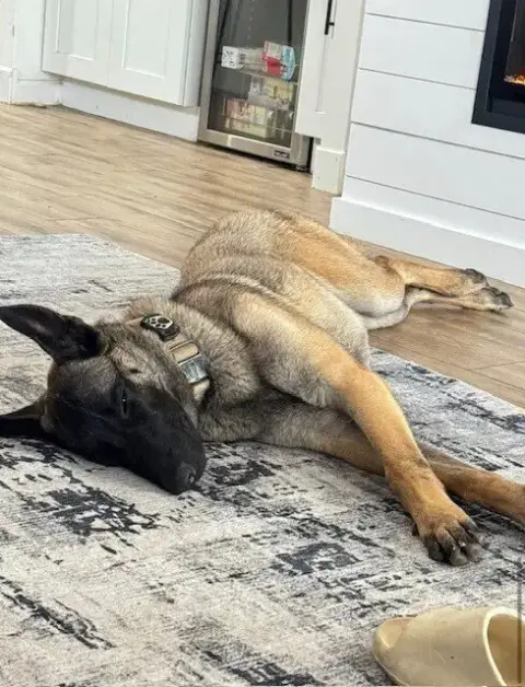 Nala Located In Arizona photo 2