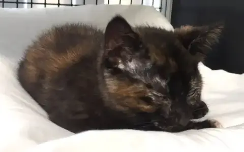 Seraphina