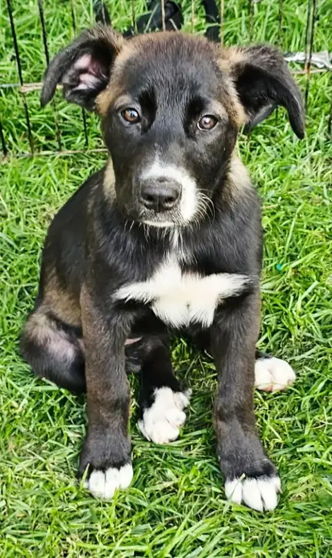 Puppy Joy Girl
