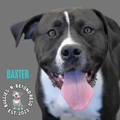 Baxter photo 4