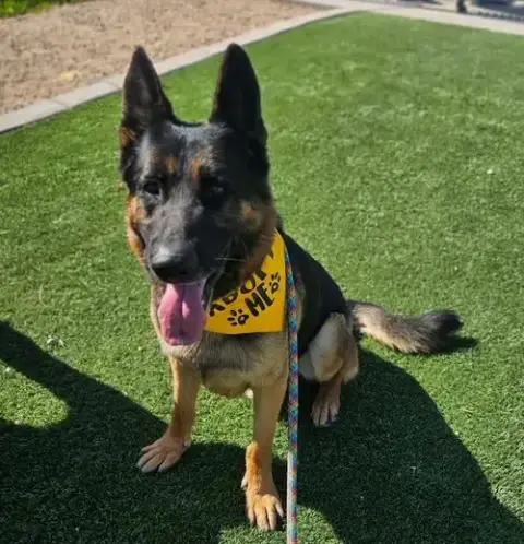 Brutus