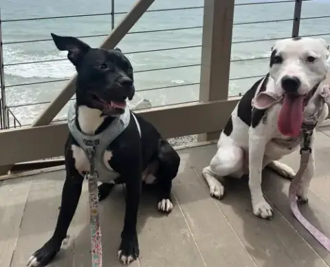Stella & Lucy photo 2