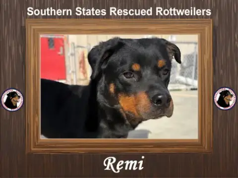 Remi