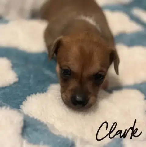 Clark