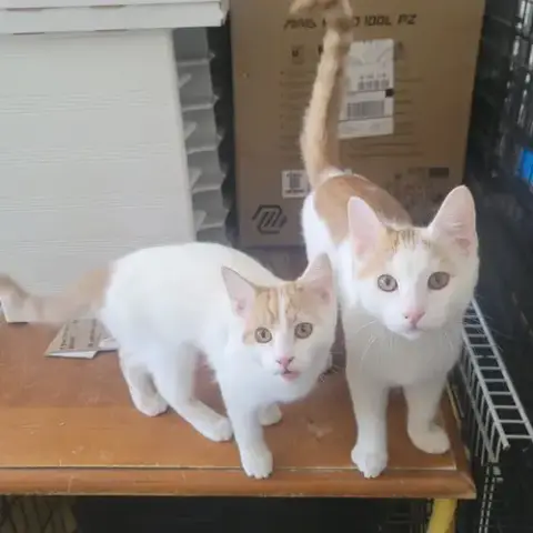 Tater & Tot photo 2