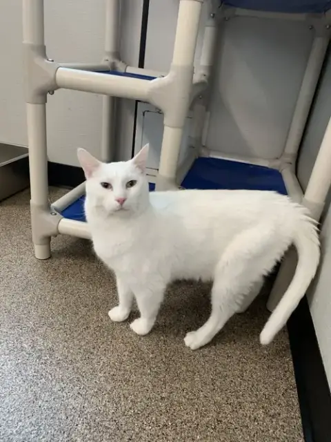 Spot