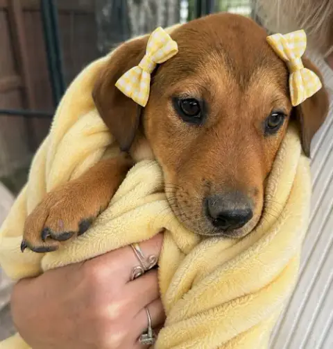 Golden Lab  Pups photo 2