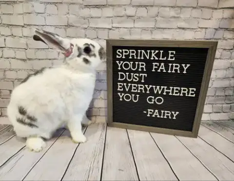 Fairy photo 4