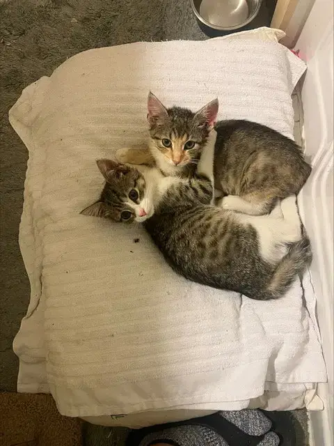 Jax Kitten photo 3