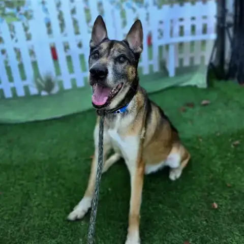 Koda