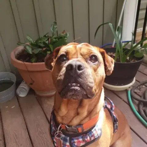 Toby photo 2