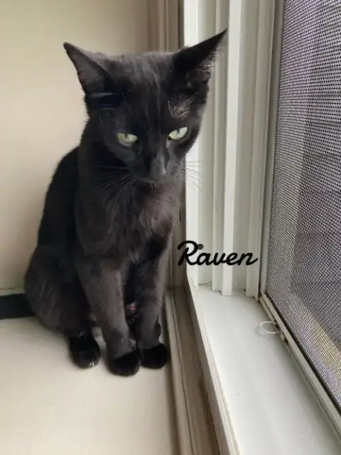 Raven photo 2