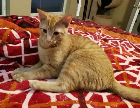 Biscuit Iv.