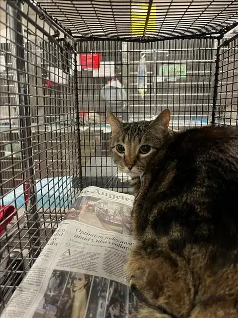 Tigra