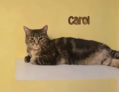 Carol photo 2