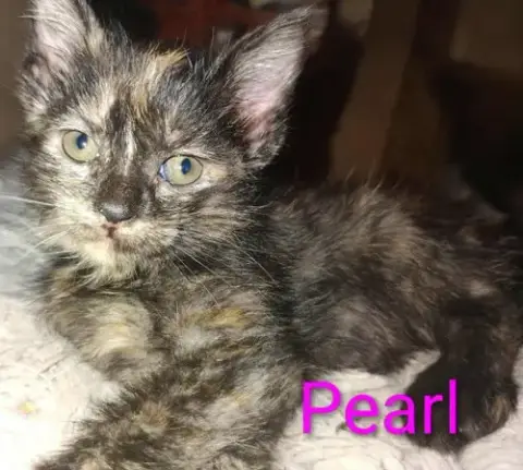 Pearl