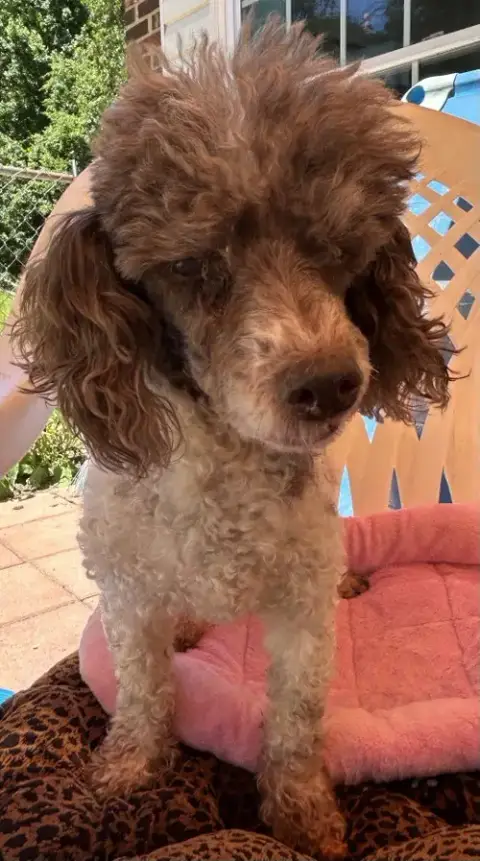 Oliver Jul 25