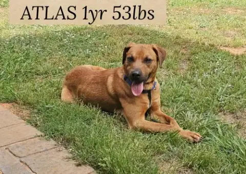 Atlas