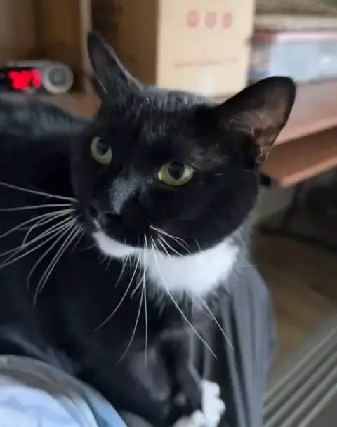 Mittens photo 2