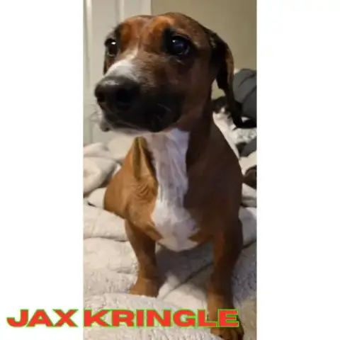 Jax Kringle photo 5