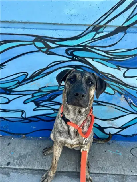 Otis