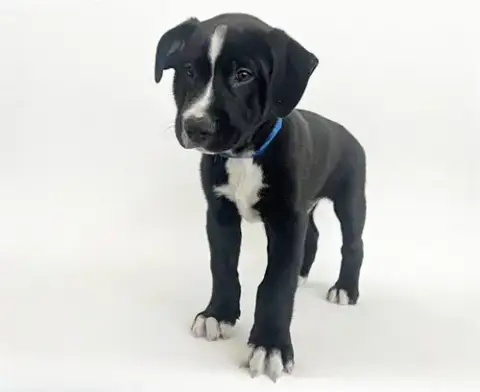 Samson