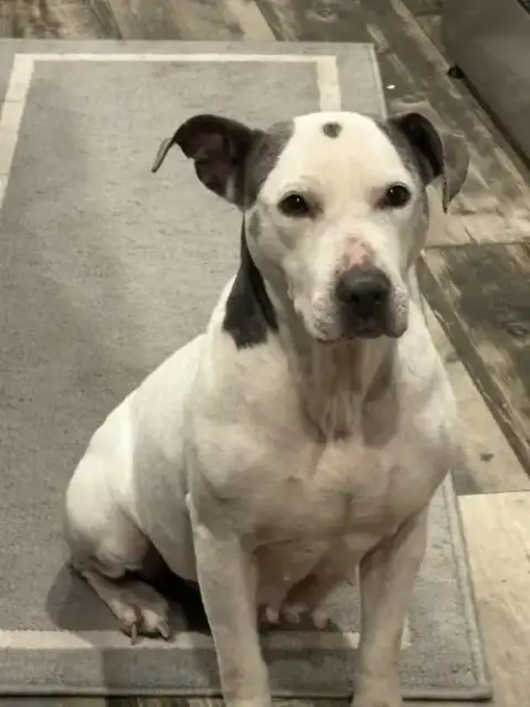 Cora
