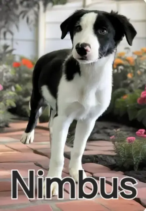 Nimbus photo 2