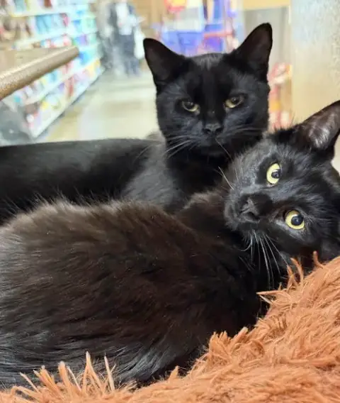 Annabelle And Tickety-Boo photo 5