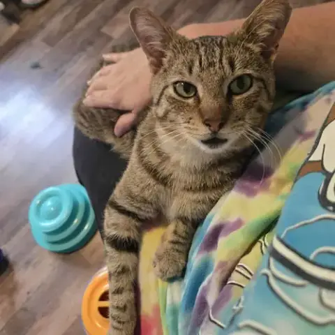 Tucker Kitty photo 4