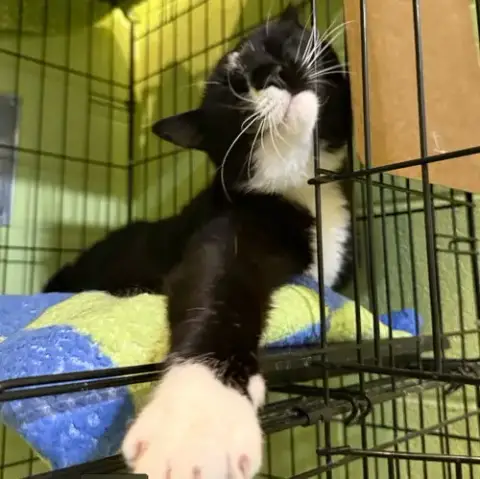 Binkie photo 4