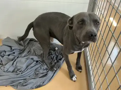Ollie Blue