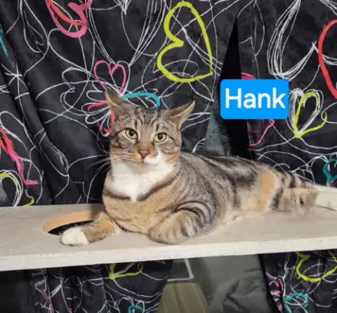 Hank photo 2