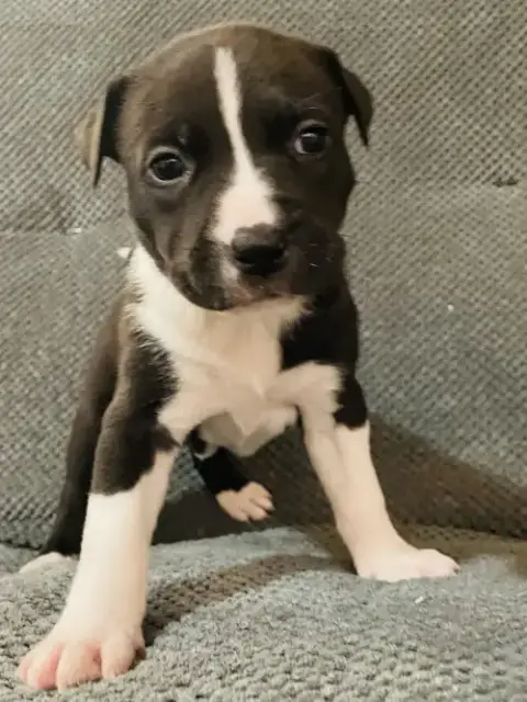 Levi
