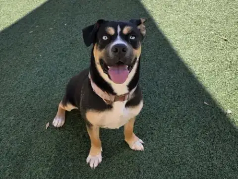 Dior-$75 Adoption Fee! Diamond Dog!